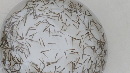 В Вычегду выпустили более двух миллионов мальков сига