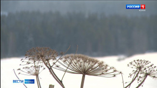 Специалисты Коми гидрометцентра предупреждают о резком похолодании