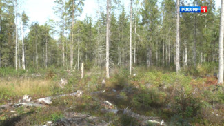 Руководитель Краснозатонского участкового лесничества осужден за получение взяток