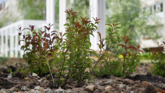 На Яблоневой аллее в Сыктывкаре идет процесс озеленения