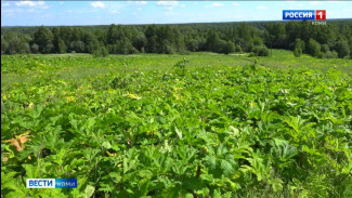 В Коми наступило время скашивания борщевика