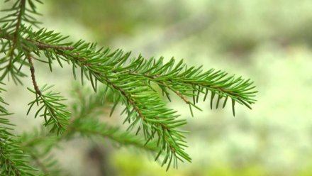 Рослесхоз положительно оценил лесное хозяйство в Коми