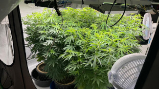 В Воркуте полицейские задержали мужчину, который культивировал коноплю для продажи