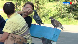 В Госдуме предупредили о штрафах за кормление голубей