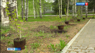 Активистки Союза женщин республики в сквере сыктывкарского медколледжа им. Морозова высадили  декоративные кустарники