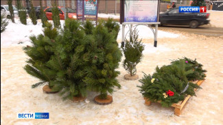 В Коми «подорожали» незаконно срубленные ели