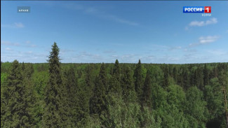 В Коми созданы первые охранные зоны для трех памятников природы: «Соколово», «Кедровка» и «Кременьельский»