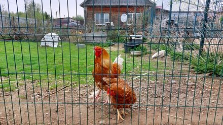 В администрации Сыктывкара сформированы бригады для проведения учёта птиц в хозяйствах