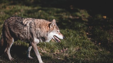 Мэров и глав поселений в Коми предупреждают об активности волков