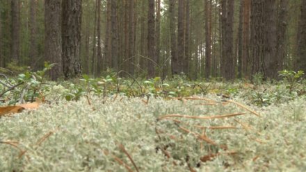 Пожароопасный сезон-2025 в Коми официально завершён