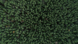 В Коми площадь лесовосстановления и лесоразведения превышает площадь вырубленных и погибших лесов