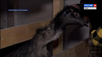 Прославившийся на всю Россию своим побегом страус Вася снёс яйцо