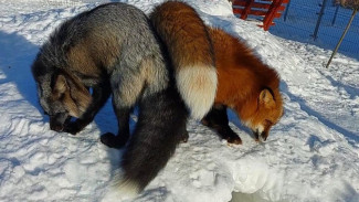 В Коми под регулирование численности попали песцы и лисы