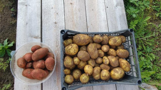 Минсельхоз Коми дважды проведет отбор заявок на возмещение затрат на реализацию картофеля