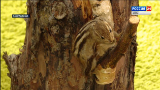 В Нацмузее Коми открылась выставка проекта, посвящённого сказкам Виталия Бианки "Почему бурундук полосатый"