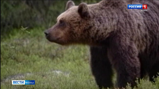Под Ухтой бродят медведи