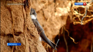 В Эжвинском районе столицы появились береговые ласточки