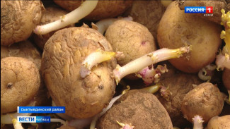 Сотрудники Коми научного центра завершают посадку картофеля для испытаний 