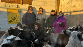 В Коми началась ежегодная инвентаризация поголовья северных оленей и заготовка мяса в оленеводческих хозяйствах