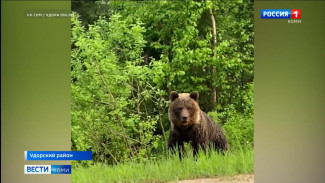 Жители Удоры предупреждают о появлении медведей