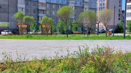 В 2025 году в Сыктывкаре на Яблоневой аллее и улице Орджоникидзе высадят более 550 деревьев и кустарников