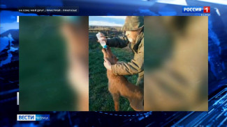 В Прилузском районе нашли лосенка