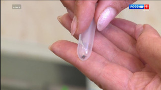 В Коми остаются активными клещи