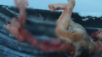 Жители Коми опубликовали жуткие кадры собаки, которую загрызли волки