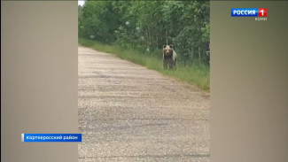 В Корткеросском районе встретили медведя
