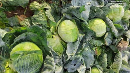 В Коми ежегодно производится сельскохозяйственной продукции на 15 миллиардов рублей