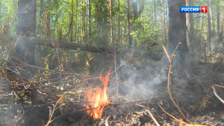 На территории Республики Коми с 5 июля введен особый противопожарный режим 