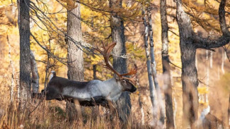Проект по сохранению дикого северного оленя в Республике Коми получит поддержку Президентского фонда природы