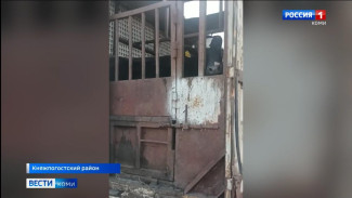 Куда вывезли коров и телят с фермы СПК Княжпогостский