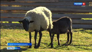 В Усть-Куломском районе планируют создать первое в Коми племенное хозяйство овец романовской породы