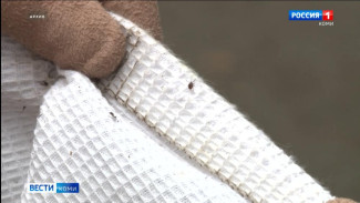 В Коми зарегистрирован первый в этом году случай обращения за медицинской помощью по поводу укуса клеща