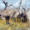 Оленеводы Коми заканчивают подготовку к зиме