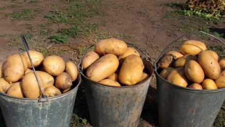 В 2025 году Минсельхоз Коми планирует дважды провести отбор заявок на возмещение затрат на реализацию картофеля