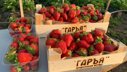 Начинающие фермеры Коми получили господдержку на 130 млн рублей