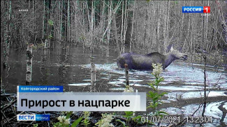 В национальном парке "Койгородский" завершился маршрутный учёт