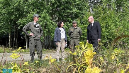 В Сыктывкаре продолжается кампания по борьбе с борщевиком