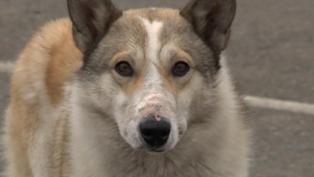 В Сосногорске по иску прокуратуры районная администрация обязана компенсировать ребенку-инвалиду моральный вред, причиненный в результате нападения беспризорных собак