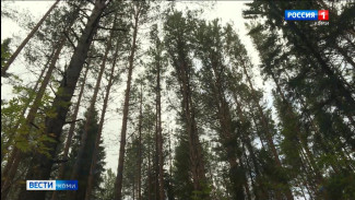 Спасатели Коми нашли заблудившуюся женщину в лесу при помощи новых технологий