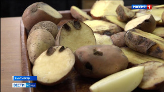 Сотрудники Россельхозцентра проводят клубневой анализ на сельскохозяйственных предприятиях республики