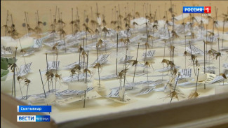 На территории Сыктывкара обнаружили вид комаров, который может переносить вирус лихорадки западного Нила