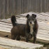 Житель Ижмы предстанет перед судом за истязание соседской собаки