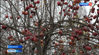 Ученые-агрономы: теплая осень в Коми не станет проблемой для северных растений