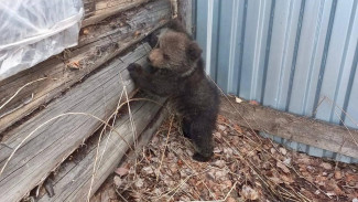 Медвежонка-сироту спасли в Троицко-Печорском районе