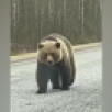 Минприроды Коми рассказало, почему нельзя кормить медведей на трассе