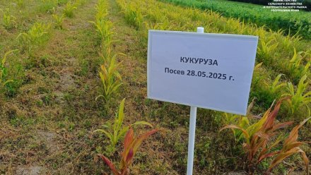 В Коми растет кукуруза на силос