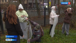 Юные бойцы поискового отряда «Наследие» укрывают яблони и груши на зиму